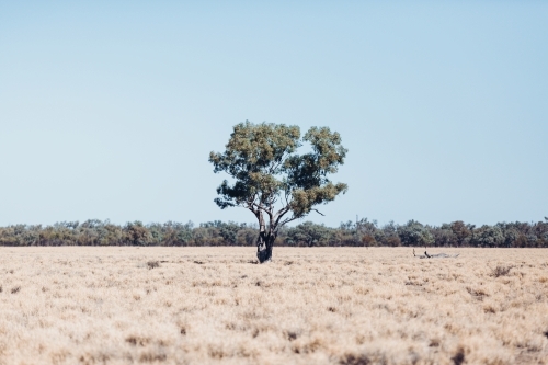 Tree in paddock - Australian Stock Image