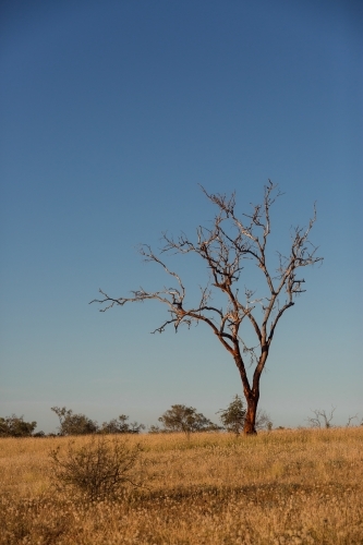 Tree in paddock with wild flowers - Australian Stock Image