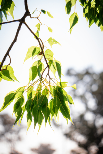 Tree Leaves in the Sunshine - Australian Stock Image