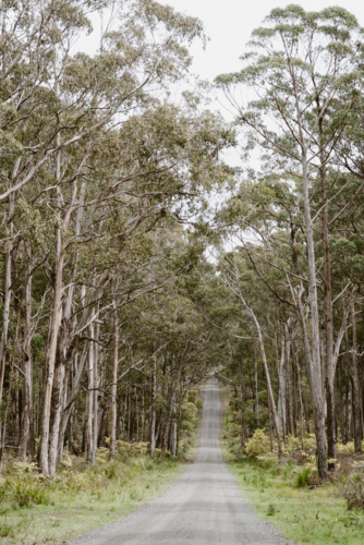 tree lined dirt country road - Australian Stock Image