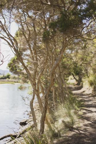 Tree lined path at Supply River - Australian Stock Image