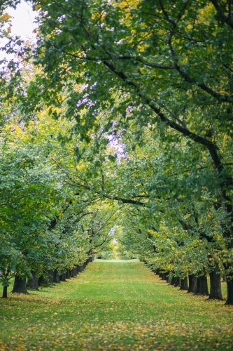 Tree-lined path with trees that have lush green leaves and some yellowing suggesting autumn. - Australian Stock Image
