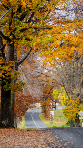 Tree lined road in Autumn - Australian Stock Image