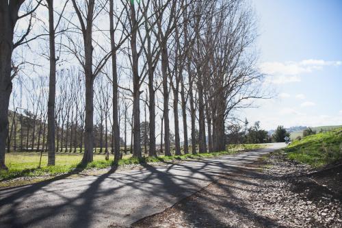 Tree lined road southern NSW - Australian Stock Image