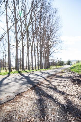 Tree lined road southern NSW - Australian Stock Image