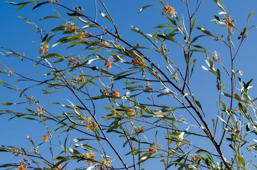 Tree of small grevillea flowers and leaves against blue sky - Australian Stock Image