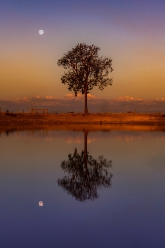 Tree reflection at dusk - Australian Stock Image