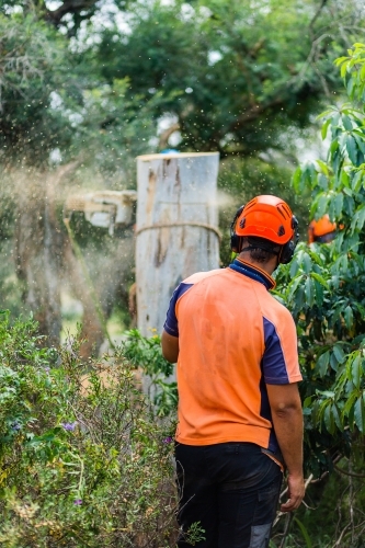 Tree removalist man working in garden - Australian Stock Image