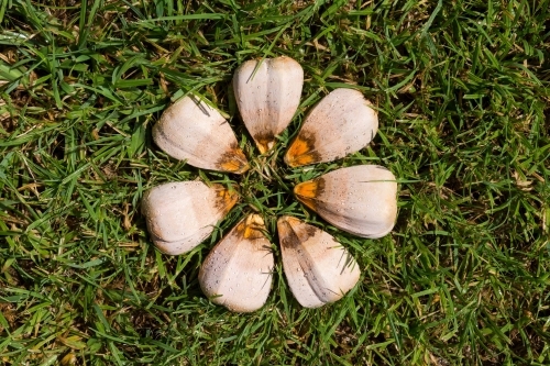 Tree seed pods arranged in circle on the grassy foreground. - Australian Stock Image