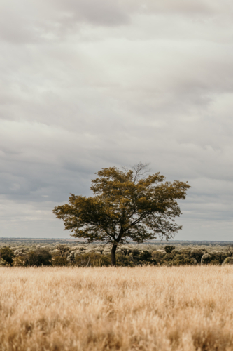 tree standing in the middle of dry grassland - Australian Stock Image