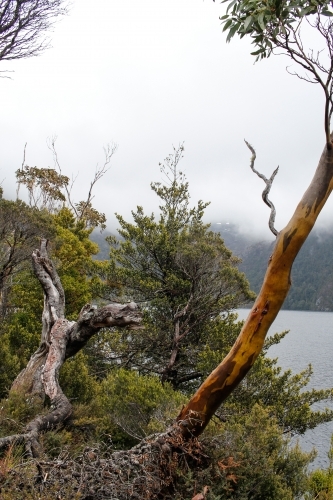 Tree stump and native vegetation, Cradle Mountain - Australian Stock Image