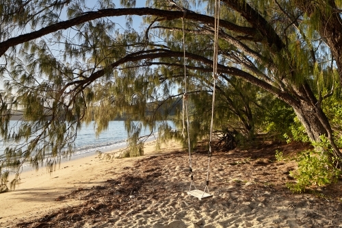 Tree swing  on the beach.