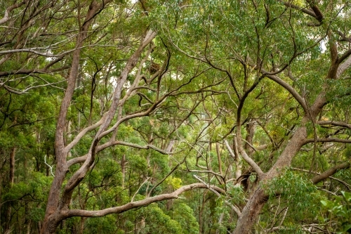 tree trucks in dense green forest - Australian Stock Image