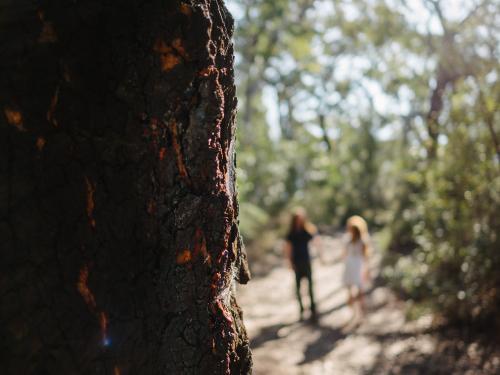 Tree trunk in foreground with couple walking along bush track in background - Australian Stock Image
