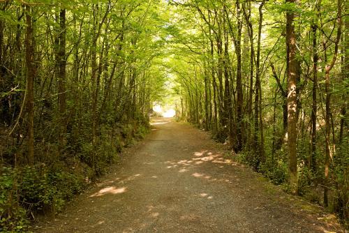 Tree Tunnel - Australian Stock Image