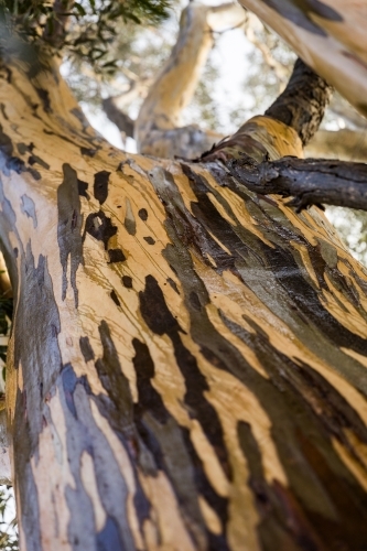 tree with colourful bark patterns - Australian Stock Image