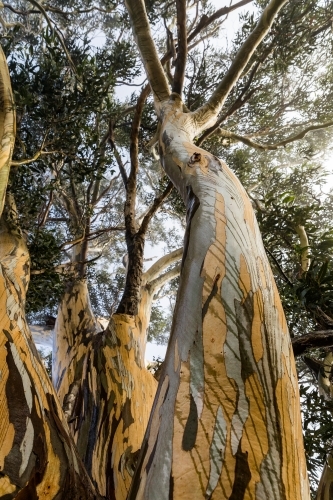 tree with colourful bark patterns - Australian Stock Image