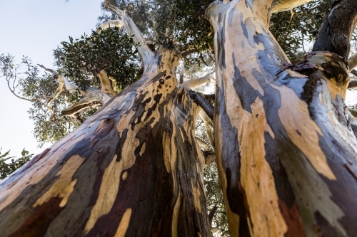 tree with colourful bark patterns - Australian Stock Image
