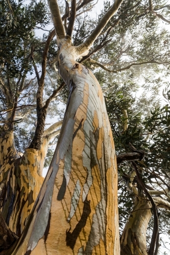 tree with colourful bark patterns - Australian Stock Image