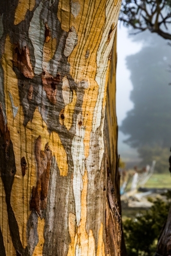 tree with colourful bark patterns