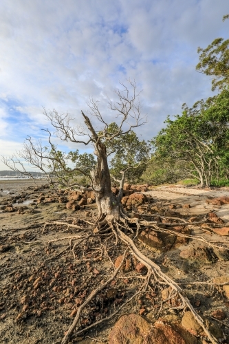 tree with exposed roots on coastline at low tide