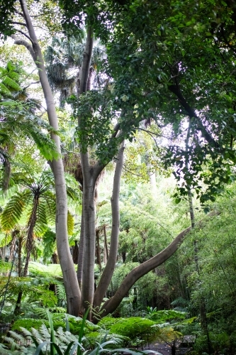 Tree with many branches reaching up to canopy of green forest - Australian Stock Image