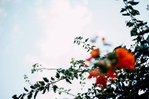 Tree with red blossoms - Australian Stock Image