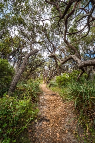 Treed pathway in the bush