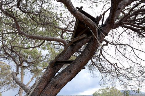 Treehouse up in branches of tree in country backyard - Australian Stock Image