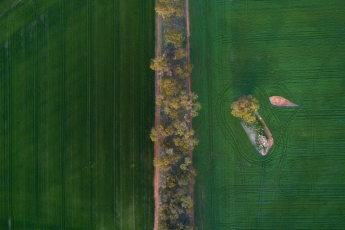 Treeline between two cropped paddocks on a farm.
