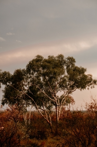 Trees after passing storm in outback Australia - Australian Stock Image