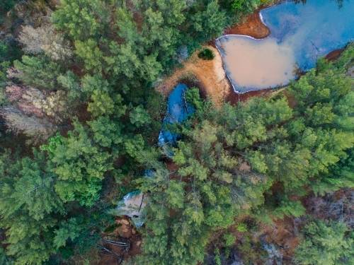 Trees beside pool of stagnant water of creek