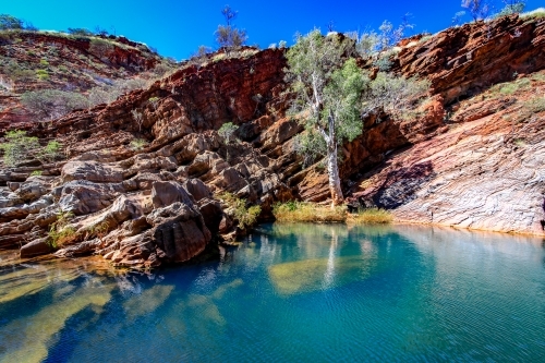 Trees beside pool of water in the outback