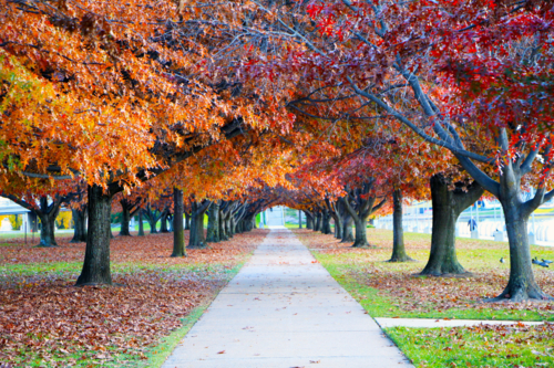 trees covered in autumn leaves alongside footpath through park - Australian Stock Image