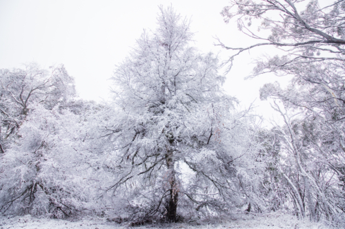 Trees covered in snow, horizontal - Australian Stock Image
