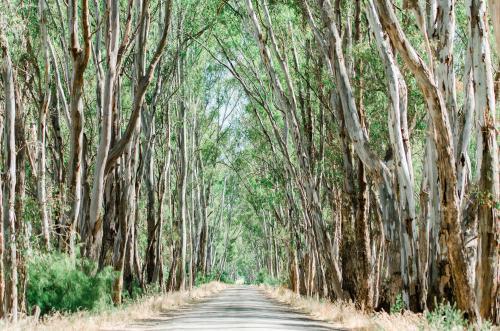 Trees Forming a Canopy above a Gravel Road in the Country - Australian Stock Image