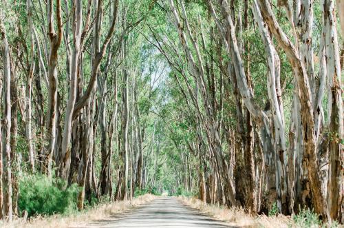 Trees Forming a Canopy above a Gravel Road in the Country