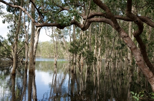 Trees growing in a swamp - Australian Stock Image