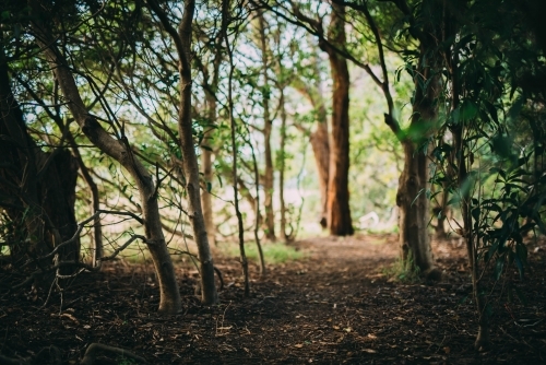 Trees in a forest - Australian Stock Image