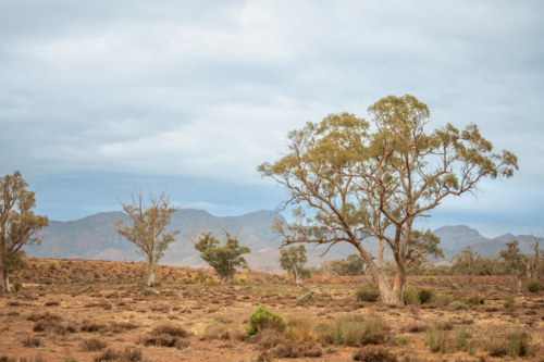 trees in Flinders Ranges landscape - Australian Stock Image