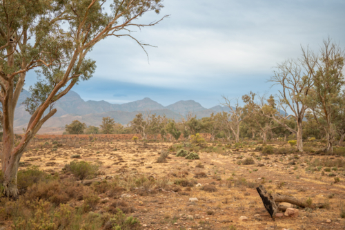 trees in Flinders Ranges landscape - Australian Stock Image