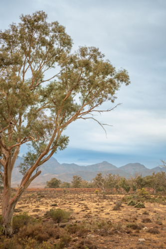 trees in Flinders Ranges landscape - Australian Stock Image