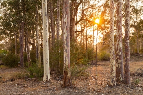 Trees in rural backyard lit in orange light by smoke haze from bushfires - Australian Stock Image