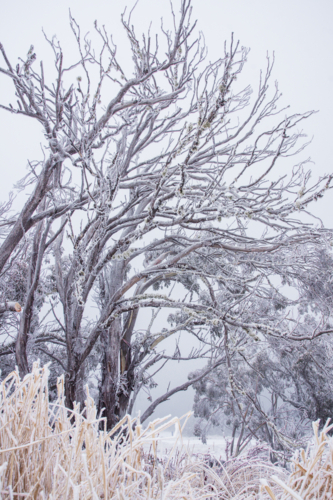 Trees in the snow - vertical - Australian Stock Image
