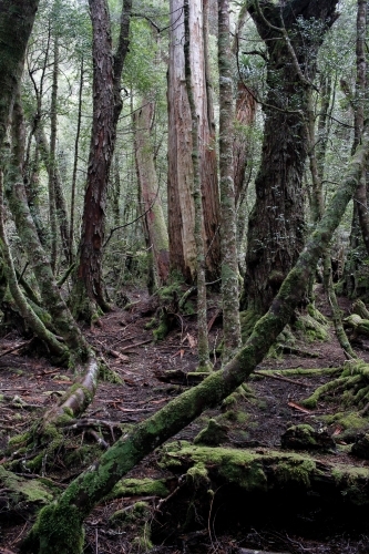 Trees in the wilderness, Cradle Mountain - Australian Stock Image
