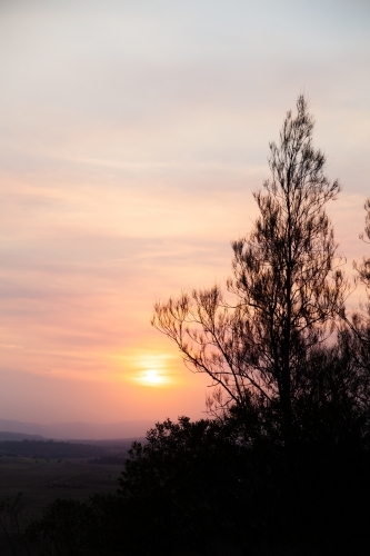Trees silhouetted against smoke filled sunset sky