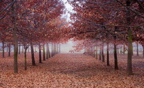 Trees with red leaves in rows on a foggy morning in rural Australia - Australian Stock Image