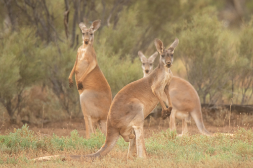 Trio of red kangaroos - Australian Stock Image