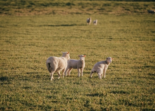 Trio of sheep standing in grassy pasture during late afternoon - Australian Stock Image