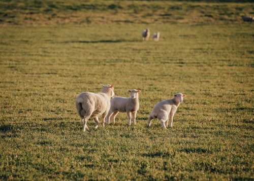 Trio of sheep standing in grassy pasture during late afternoon